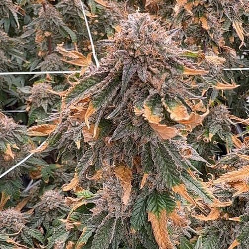 Muggsy Nugs